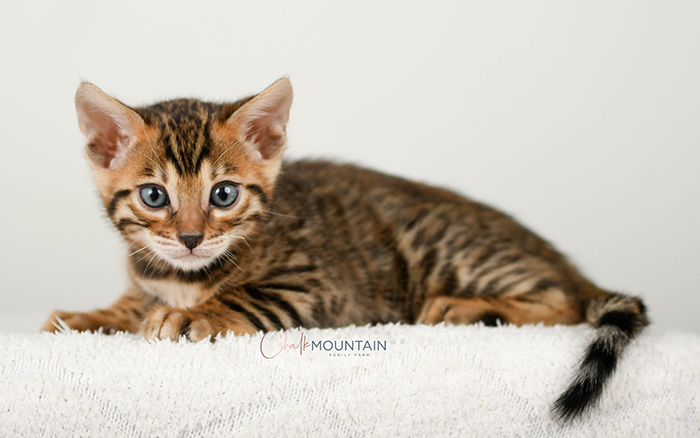 Bengal kitten for sale